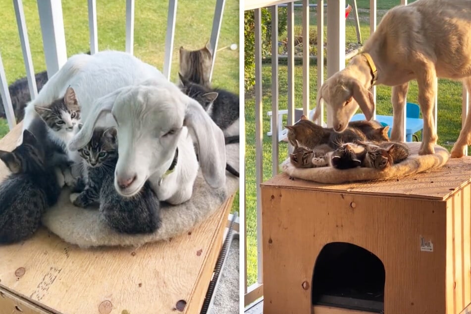 This goat is a great babysitter. He loves to cuddle all the kittens while the mama cat goes hunting.