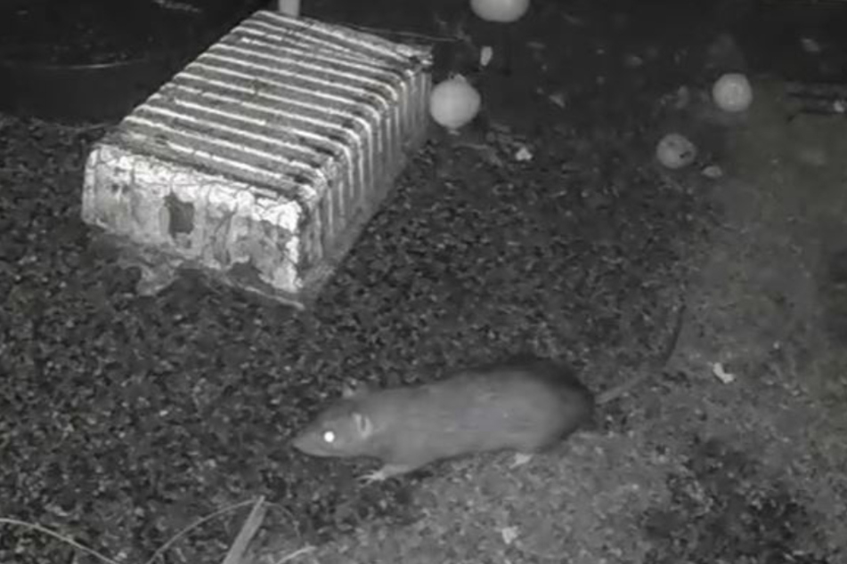Hattersley resident Margaret Anne Dillon captured one of the giant rats on film.