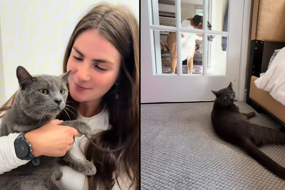 Miraculously, the cat survived the accident and was subsequently adopted by his rescuer.