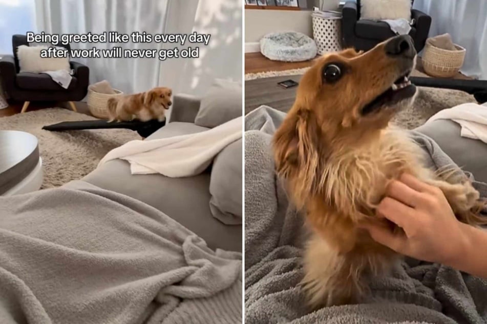 Tiny dog's way of greeting owner after long day apart is melting countless hearts