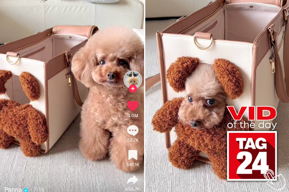 Today's Viral Video of the Day showcases a pup who's stealing hearts with it's adorable resemblance to a teddy bear.