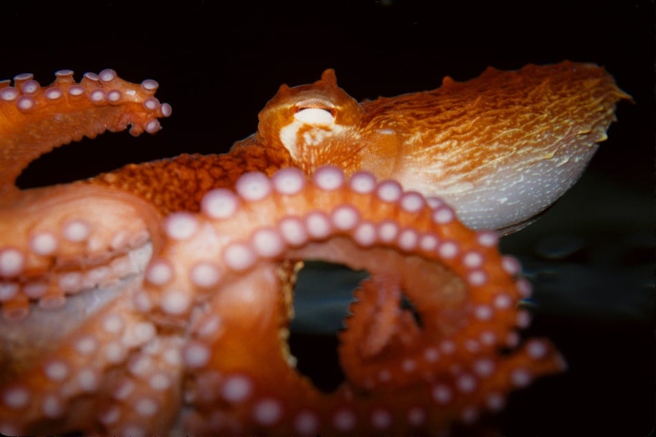 Researchers have captured video ootage of a living colossal squid for the first time (stock image).