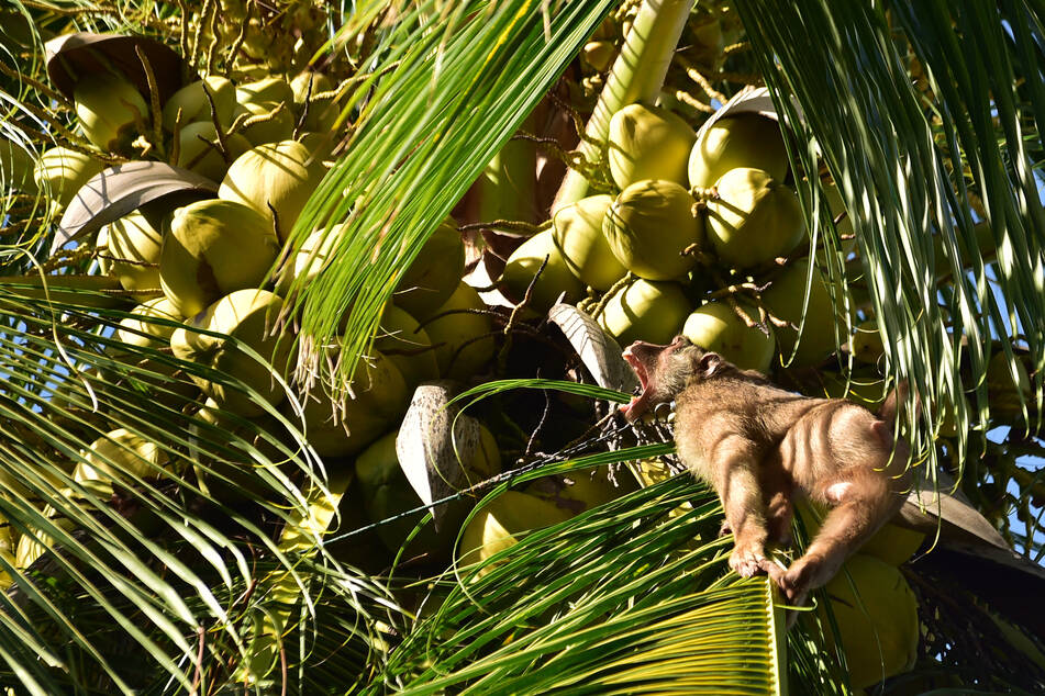 A day in the life of the chained-up monkeys who pick coconuts