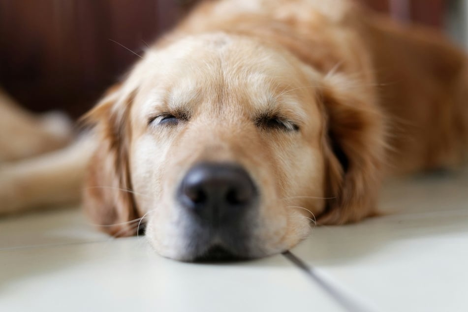 What do dogs dream about?