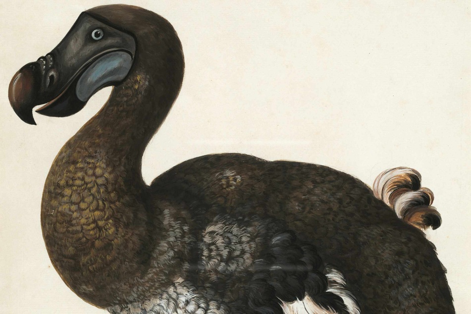Dodo (Raphus cucullatus) was a flightless bird that became extinct in the late 1600s and was the first bird conclusively destroyed by humans. This illustration was done from a stuffed specimen.