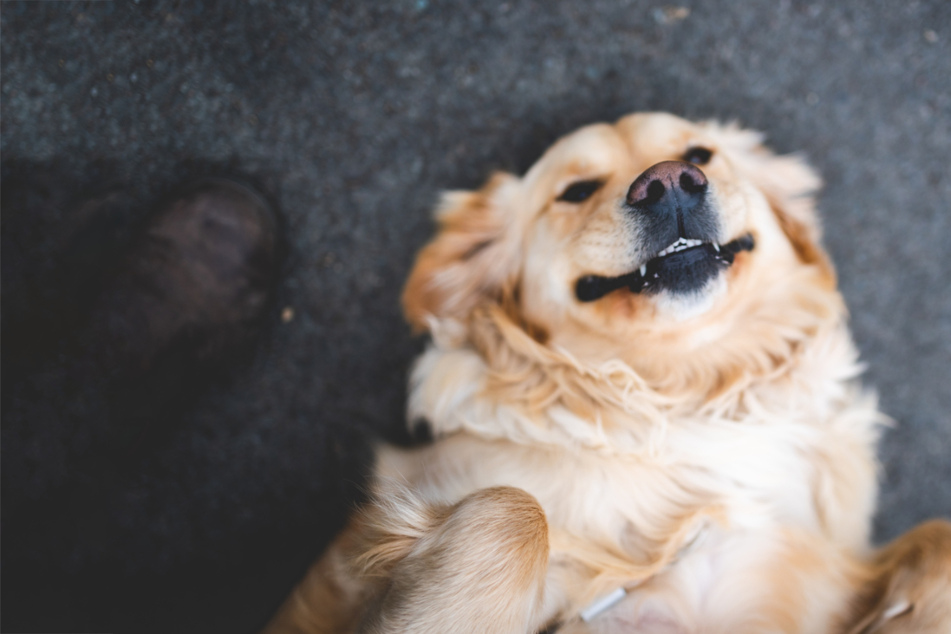 Most affectionate dog breeds: These are the 8 most loving dogs