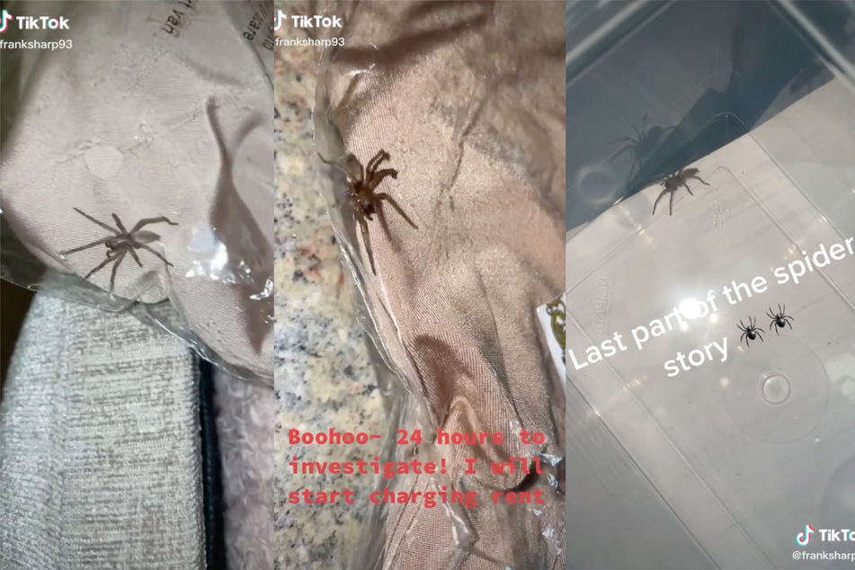 Bart the spider ends up "safe and sound" in a pet shop (collage).