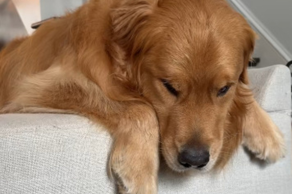 Dog is devastated when he has to leave Grandma's house – but then a happy surprise!