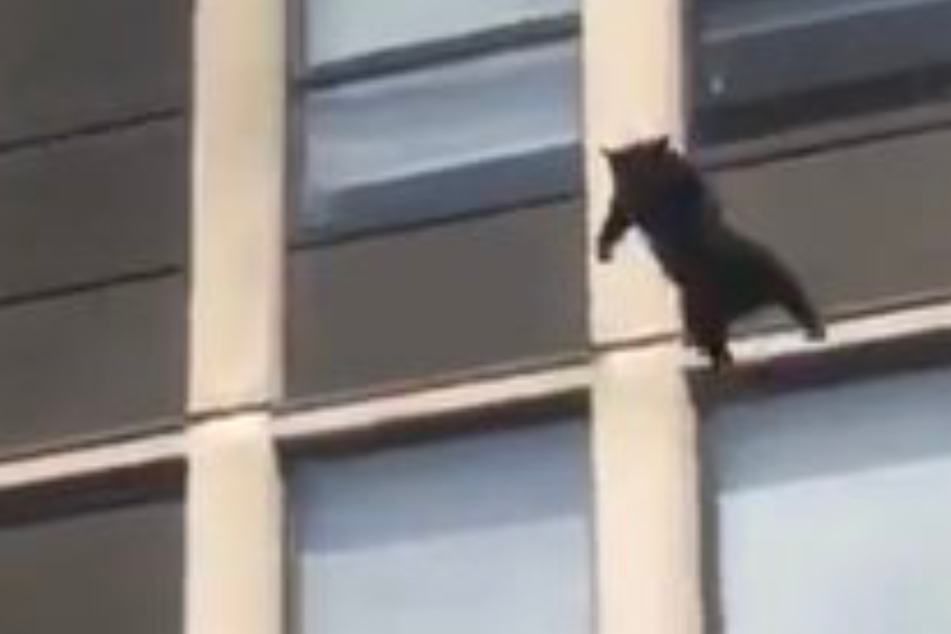 Flying feline: Video shows cat's incredible five-story leap from burning building!