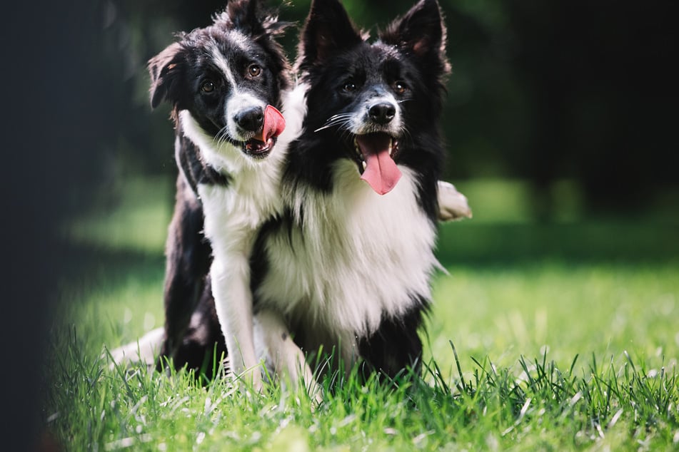 Different dogs will want different things, but all will need social contact of some kind.