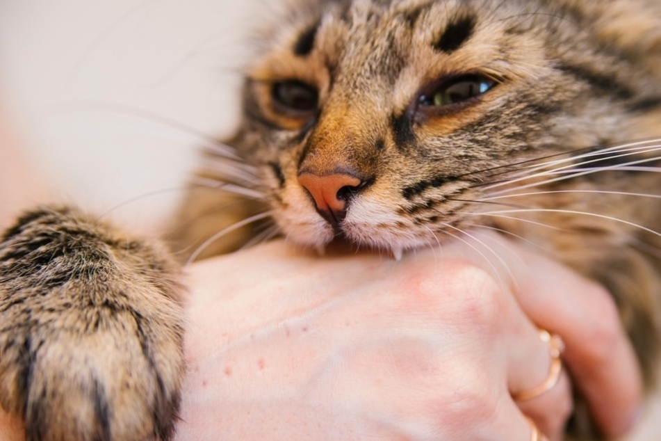 Why does my cat bite me?