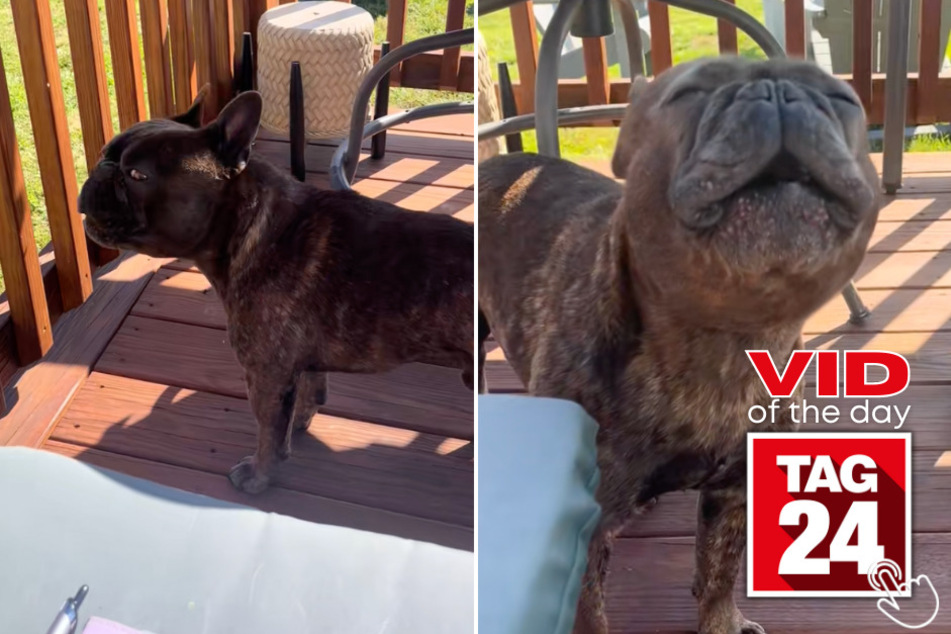 This pup couldn't stop howling when an ambulance passed by his home!