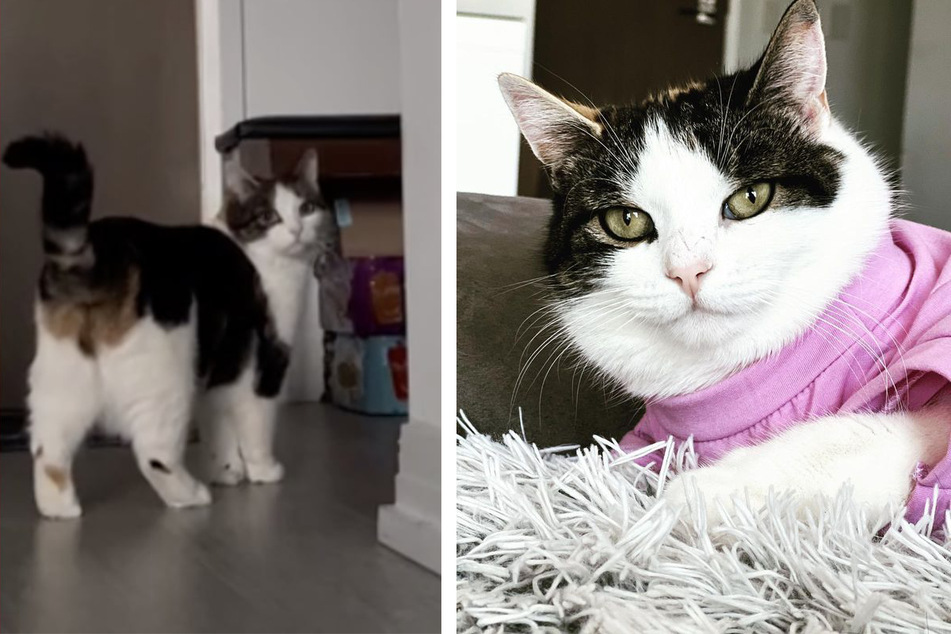 Cat makes millions cry in viral TikTok: "Furbabies are the best"