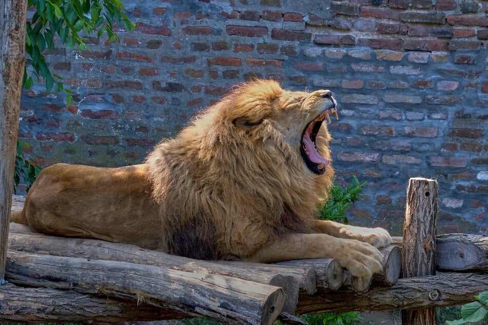 A lion escaped a circus in a small Italian town and roamed the streets for hours before being caught by authorities (stock image).