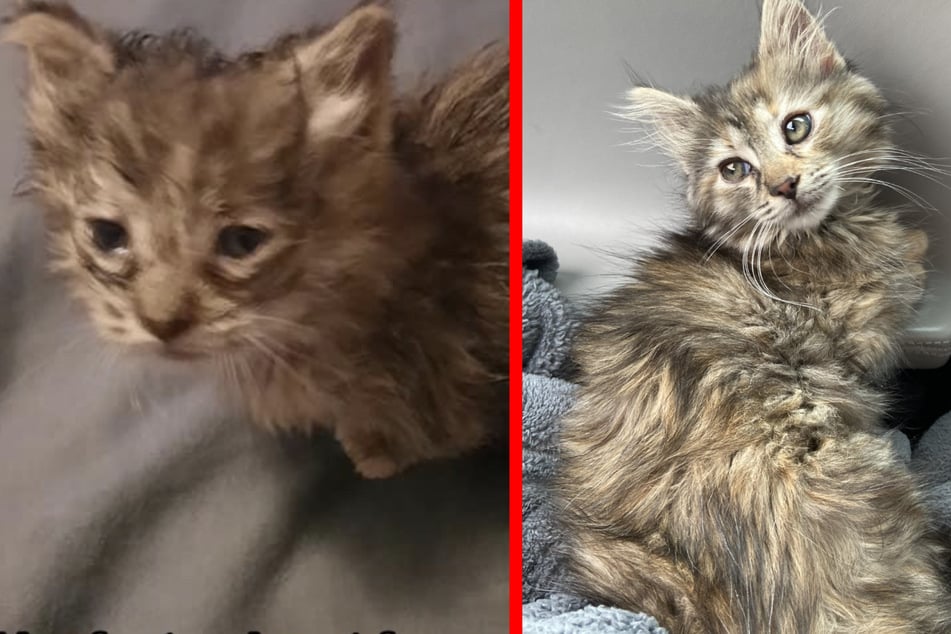 This cat lost her mother as a newborn.