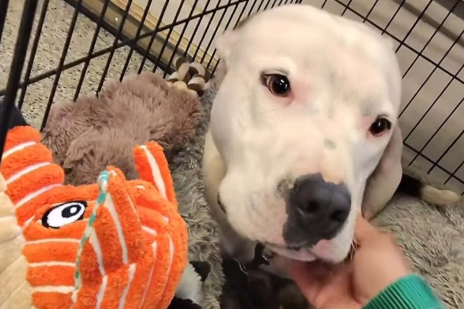 At first, the cuddles didn't help the poor dog, who was inconsolable.