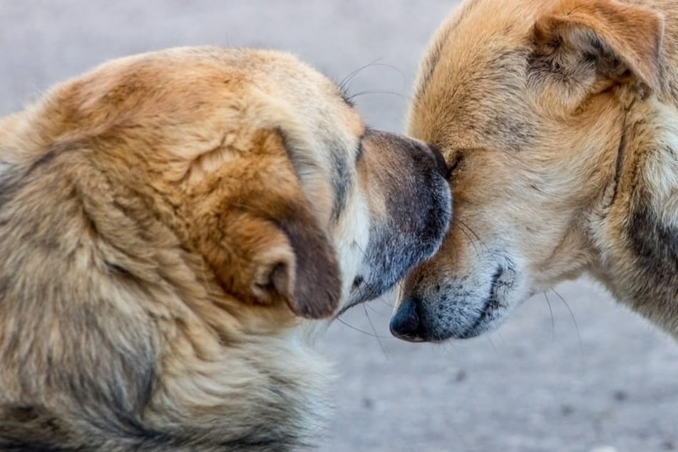 Do dogs remember their parents?