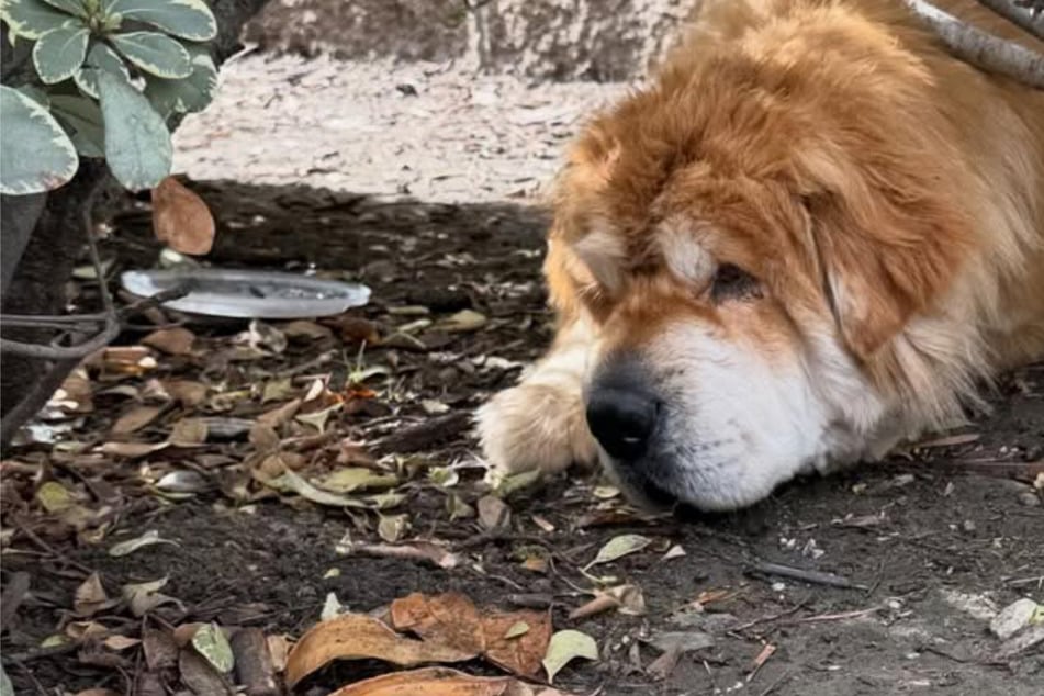 Dog saved from side of busy California road in emotional rescue
