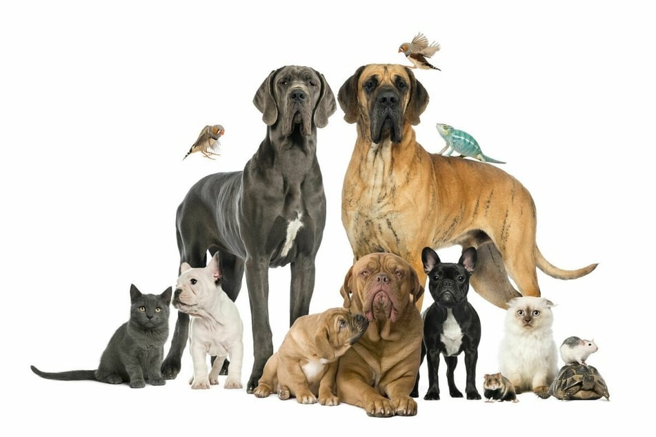 Stick to TAG24 NEWS for all the latest animal news and stories.
