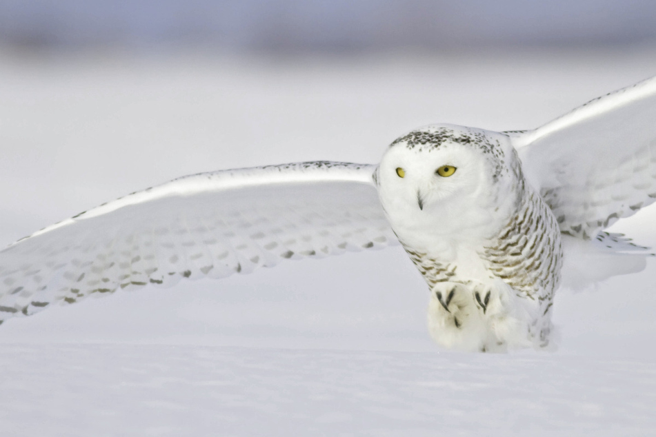 Canada's wildlife decline is "most severe" in decades as hundreds of species face extinction