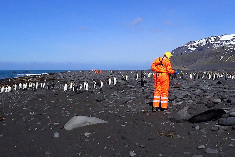 Tens of thousands of elephant seal pups have died after a pathogenic strain of bird flu struck a sub-Antarctic volcanic island.