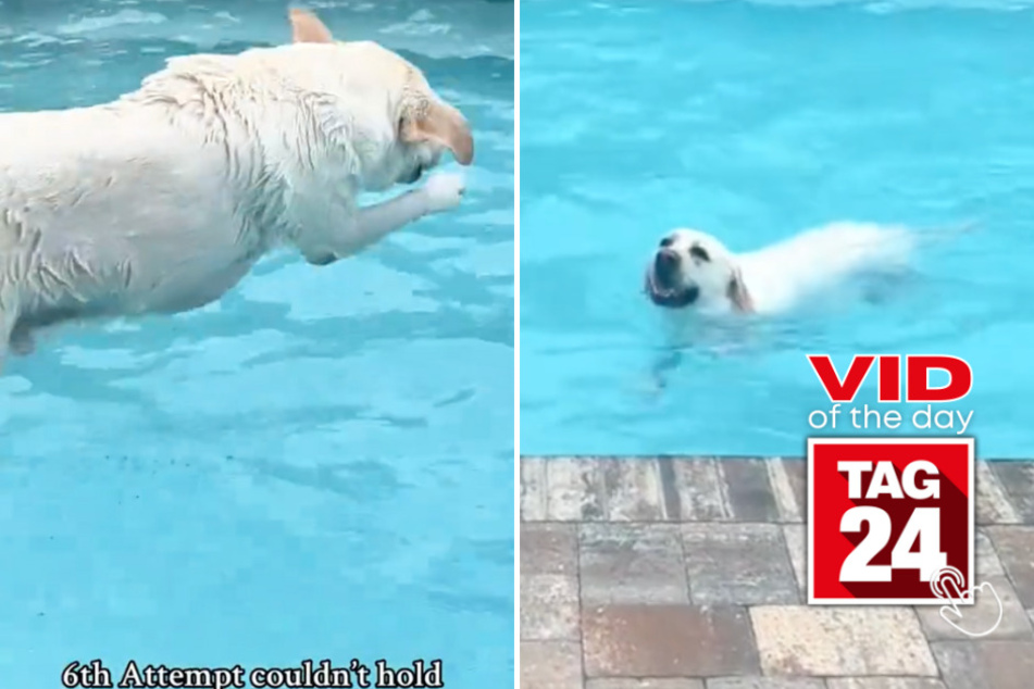 Viral Video of the Day for March 18, 2024: Pool pups disobey mom's rules!