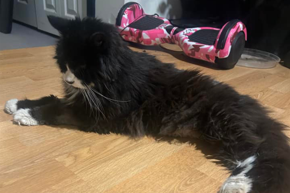 Despite all their efforts, Tiki the cat continued to shiver and barely moved.