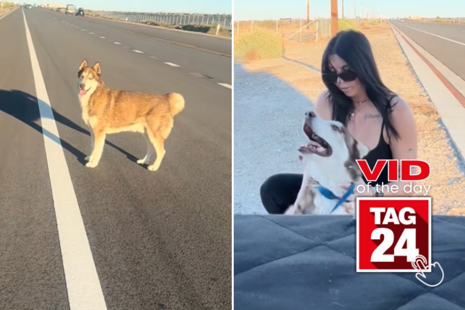 Viral Video of the Day for October 21, 2025: Woman rescues terrified husky on busy highway