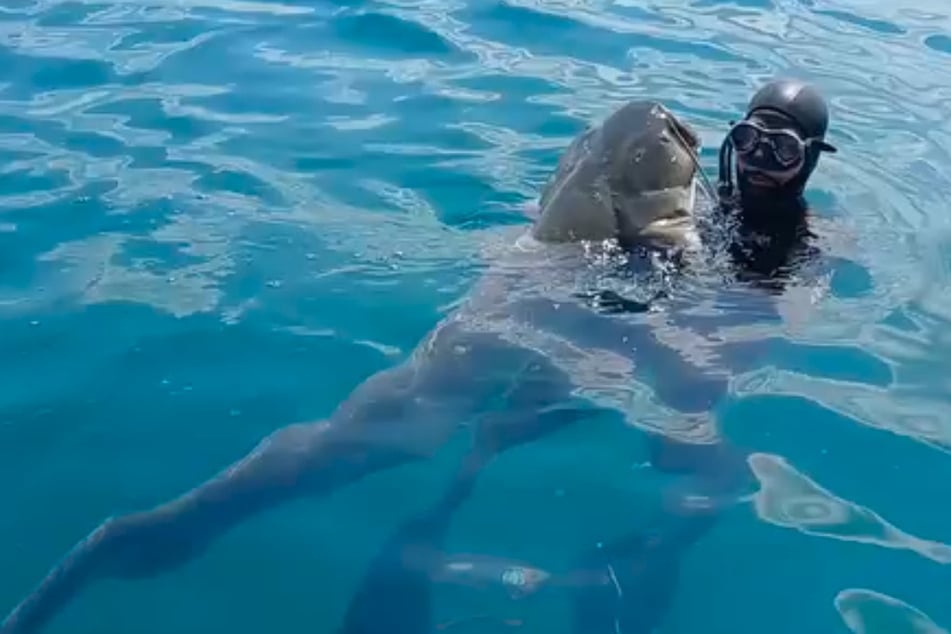 A group of fishermen recently pulled a 2-meter (6.5-foot) catfish out of the water!