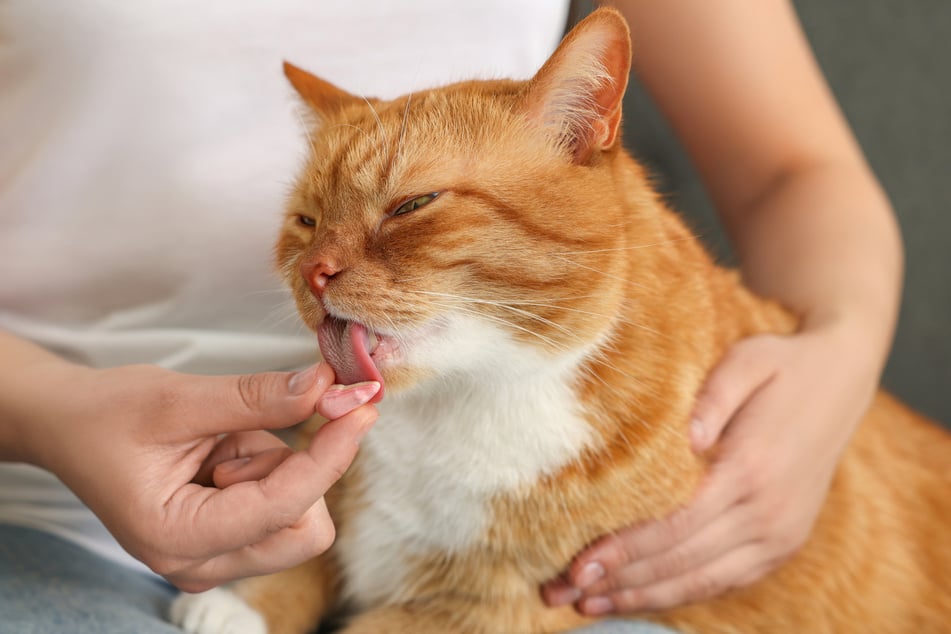 Sick cats deserve a lot of love and care.