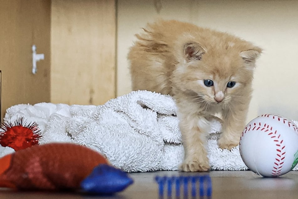 Soon, ChipPurr will be able to live and play with other cats.