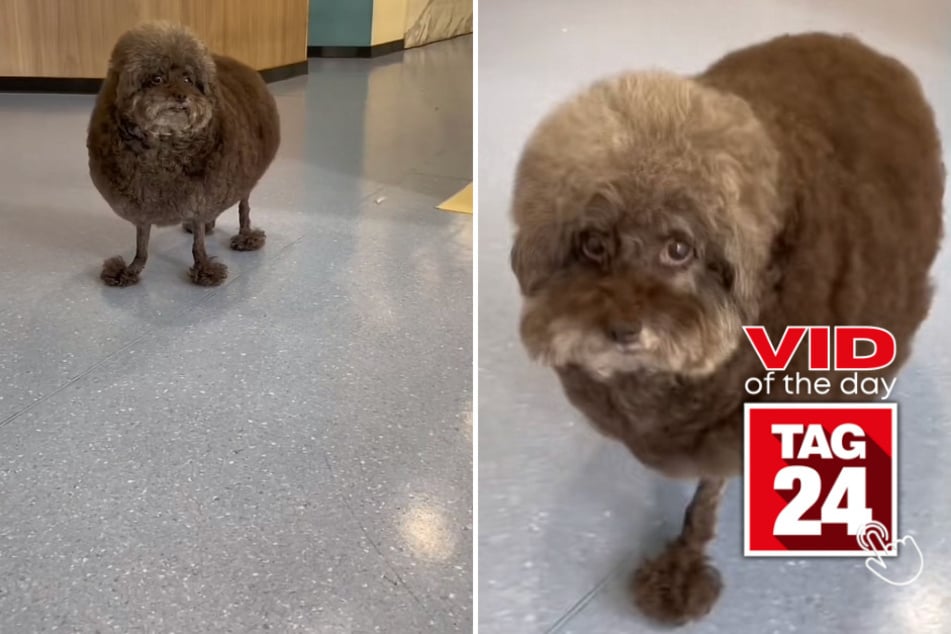 Viral Video of the Day for May 17, 2023: "Baked bean dog" takes TikTok by storm