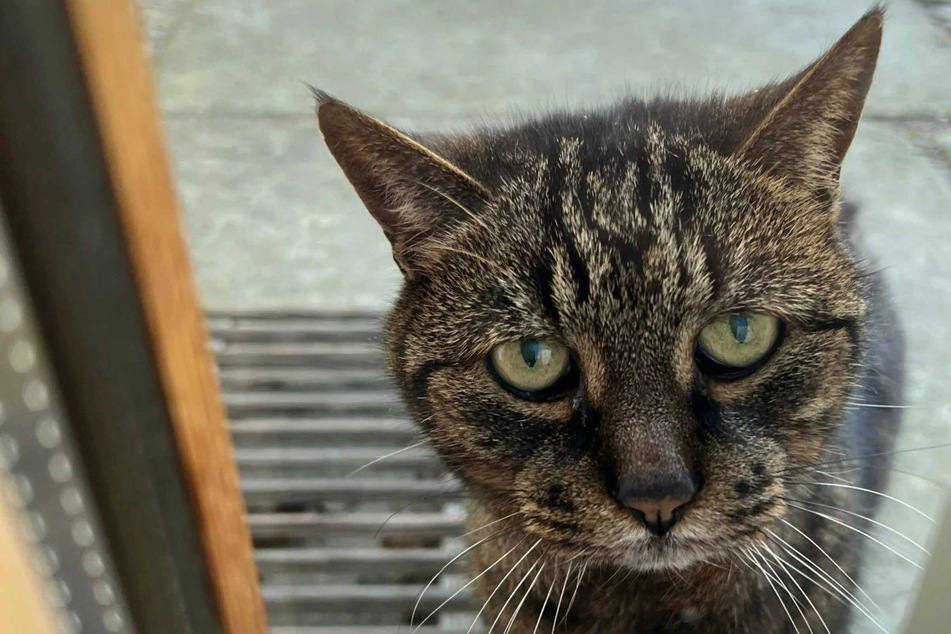 Cat with Alzheimer's keeps forgetting where he lives in heartbreaking post