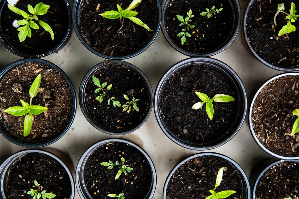 You must aerate and enrich old soil with mulch and fertilizer before reuse.