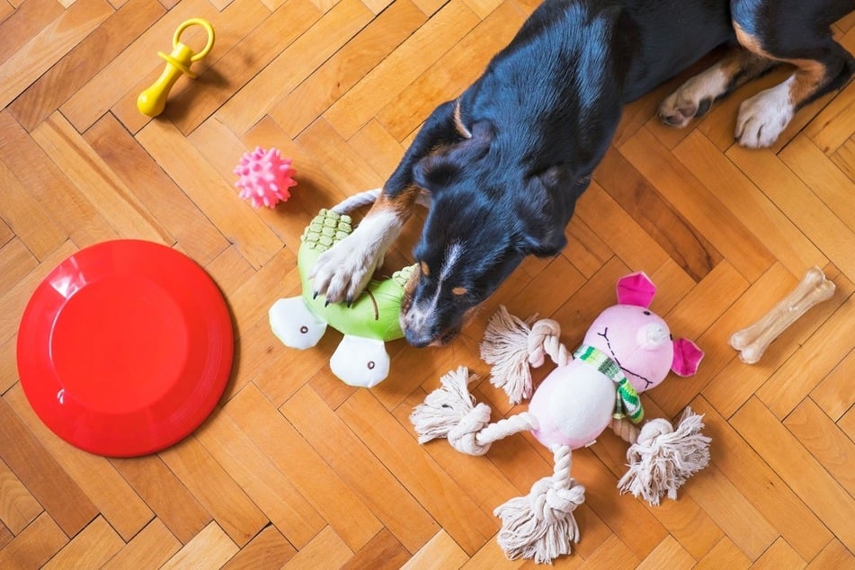 Fetch is not ideal indoors, but it's still possible.