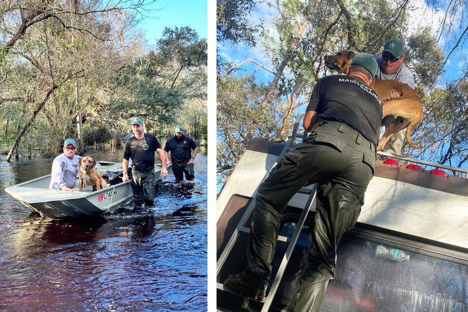 Dog gets a miracle after being stranded on RV roof in Hurricane Ian floods