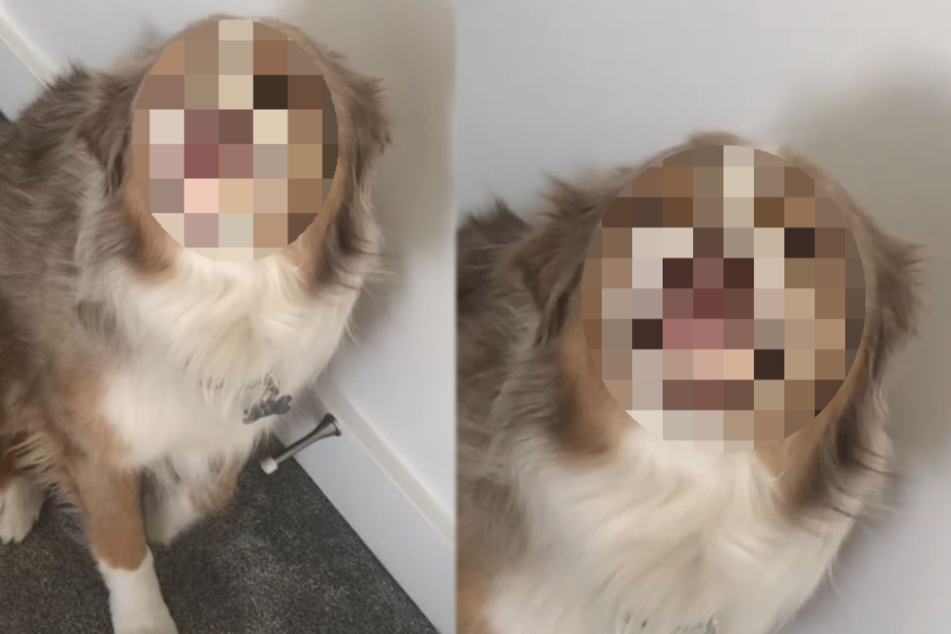 Dog puts on sheepish grin when owner confronts him about making a mess