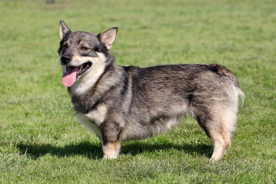The Swedish cow dog is an incredibly quirky and odd creature.
