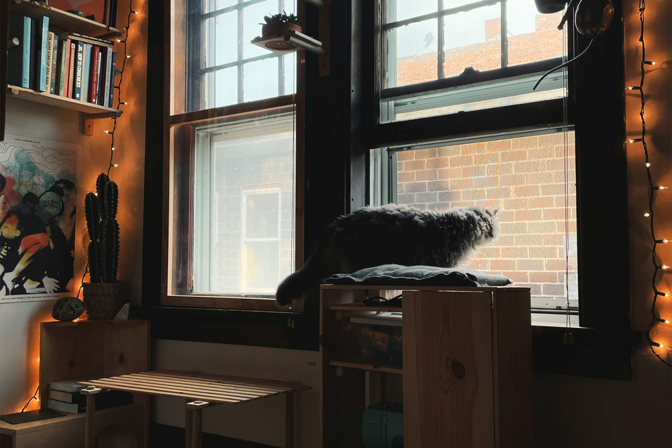 Your cat should have its own selection of furniture, to avoid damage on more special items.
