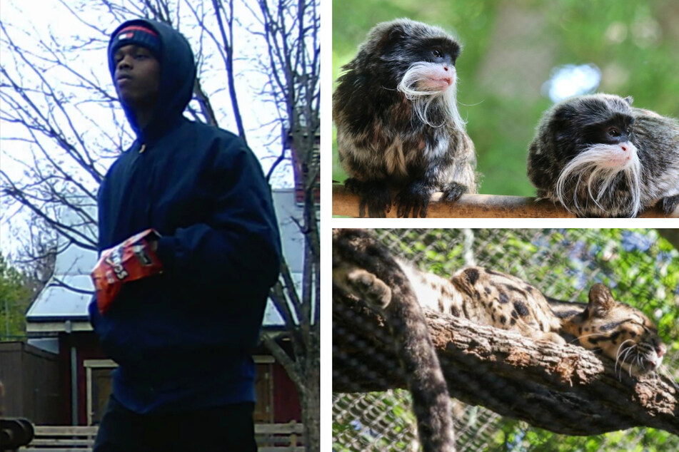 Suspect in Dallas Zoo monkey kidnappings opens up on motives