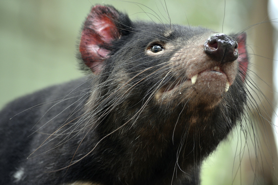Tasmanian devils have returned to Australia after 3,000 years!