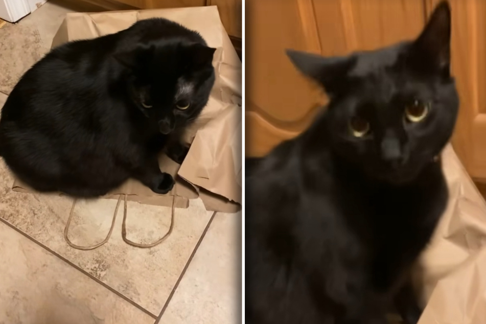 The hysterical sibling dynamic between Jett the cat and his younger brother Yeti can be seen in a viral TikTok.