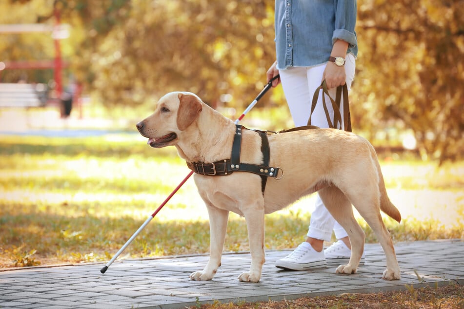 The study indicated that certain breeds might be better suited for working with humans in a service capacity. (Stock image).