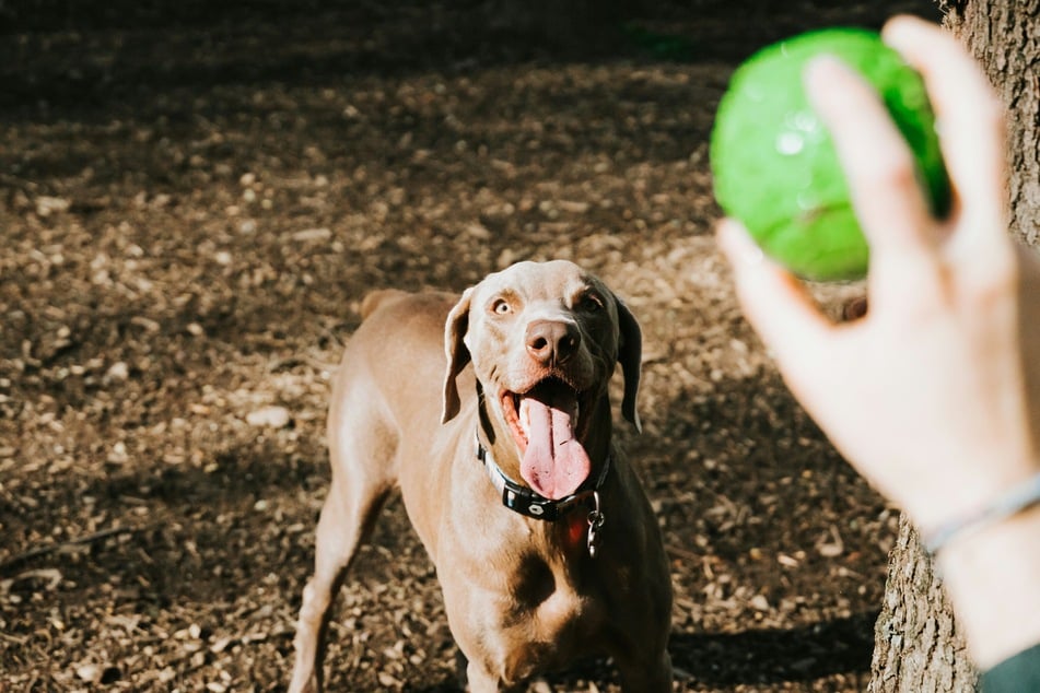 The study had the dogs' owners say words for toys they were most familiar with, for example, "Kun-kun, look, the ball!" – and then showed them either a matching object or a mismatched object.
