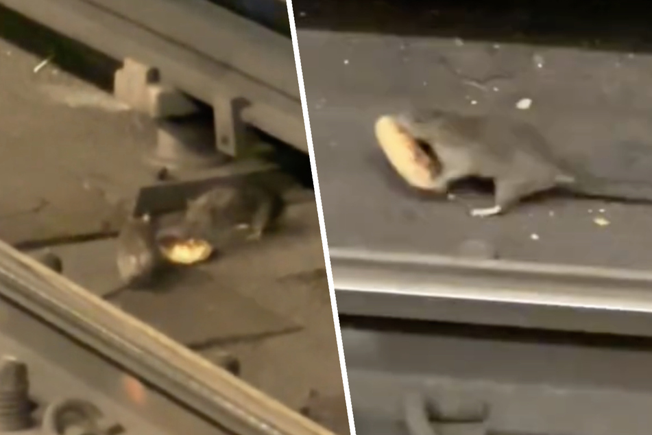 Little rat, big love: New York "donut rat" shows chivalry isn't dead