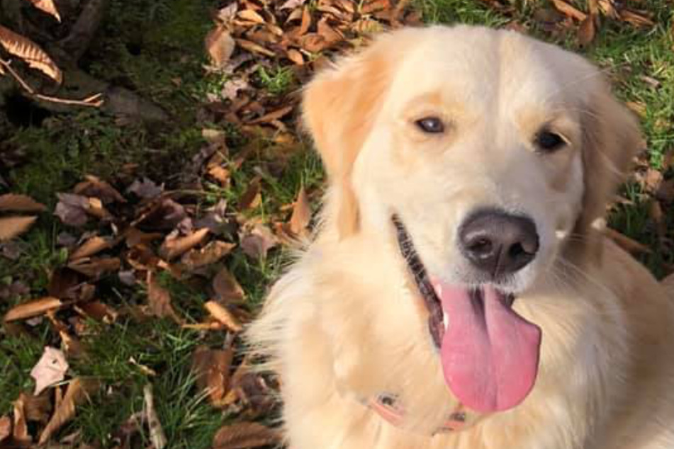 Dog disappears without a trace for months – then a stranger hears barking from the brush