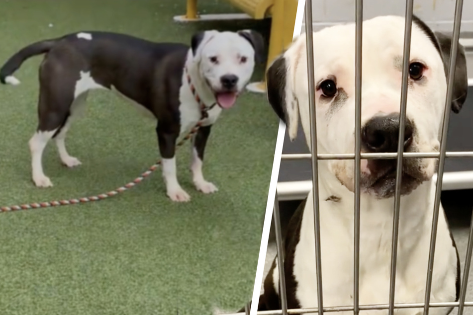 Shelter dog trembles with fear – can rescuers get her to trust again?