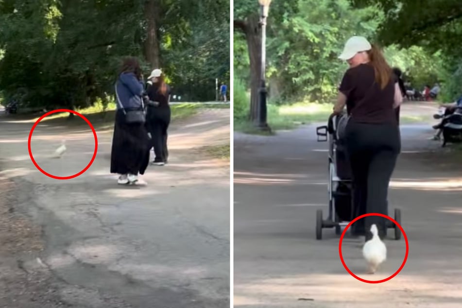 A desperate duck in an NYC park chased several pedestrians at a brisk pace.
