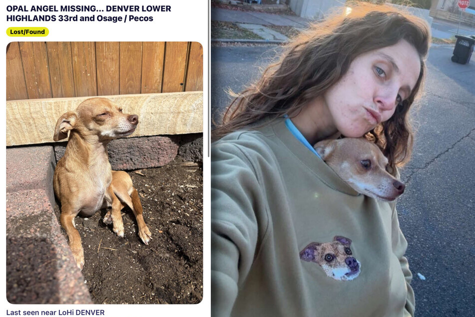 Hannah Cummins is searching for Opal the dog with numerous online postings.