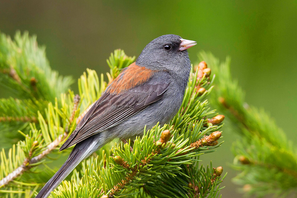 Are animals shape-shifting due to climate change?